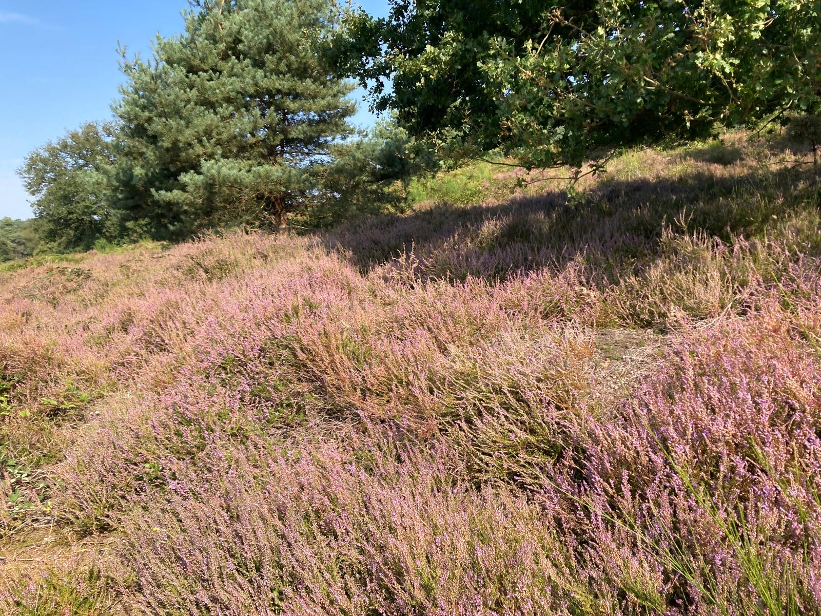 Grey Monday Wahner Heide 5